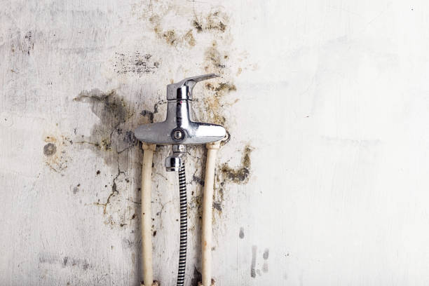 Best Professional Mold Removal  in San Manuel, AZ