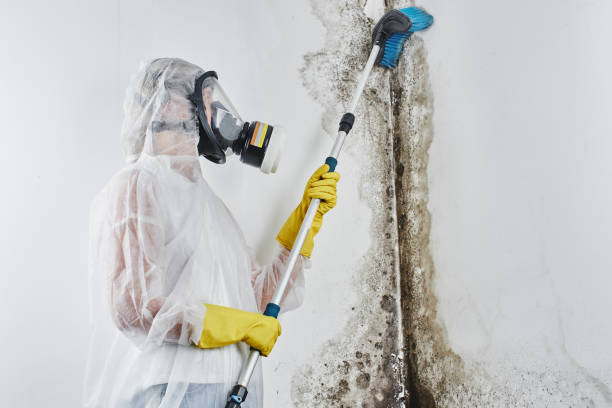 Mold Removal and Inspection in San Manuel, AZ