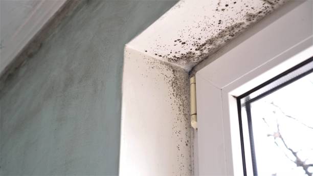 Best Mold Removal and Inspection  in San Manuel, AZ