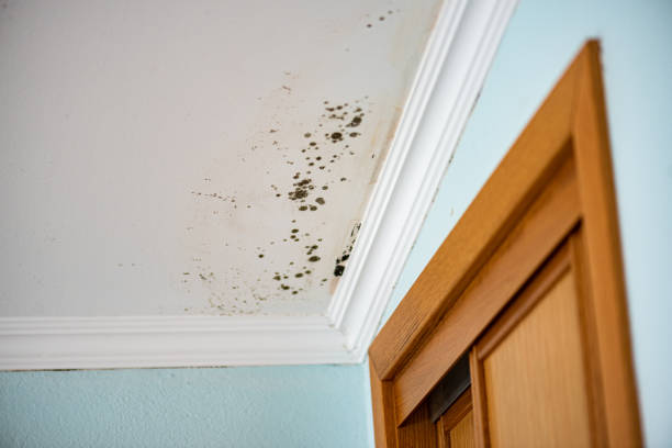 Best Local Mold Removal Service  in San Manuel, AZ