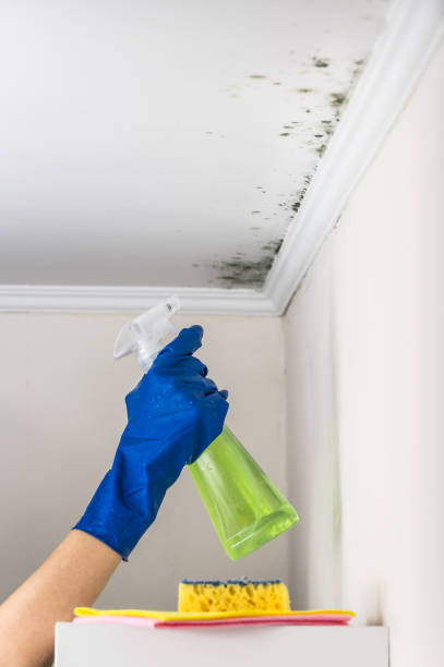 Best Mold Cleaning Services  in San Manuel, AZ