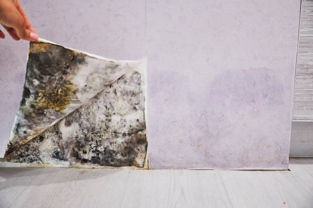 Best Emergency Mold Removal  in San Manuel, AZ